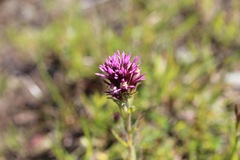 Castilleja densiflora densiflora