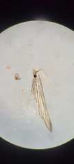 Coleophora laurentella