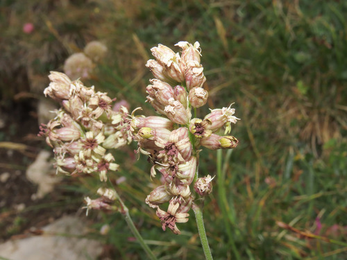 Silene roemeri, photograph 6