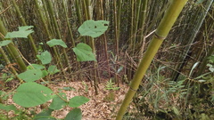 Phyllostachys makinoi