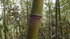 Phyllostachys makinoi