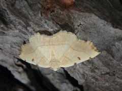 Eilicrinia trinotata