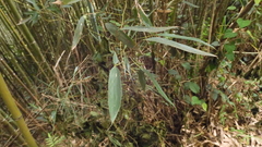 Phyllostachys makinoi