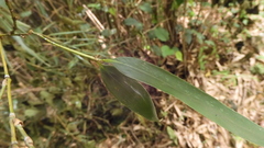 Phyllostachys makinoi