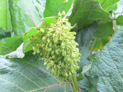Rumex alpinus