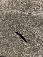 Pachyiulus oenologus