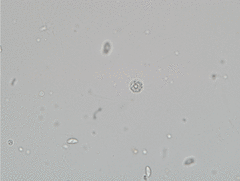 Mesodinium pulex