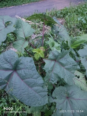 Abelmoschus esculentus