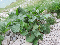 Rumex alpinus