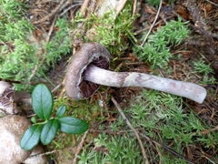 Cortinarius evernius