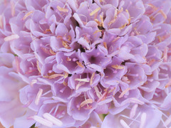 Scabiosa pyrenaica