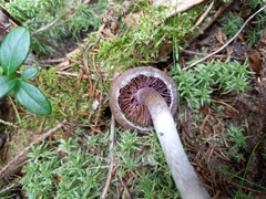 Cortinarius evernius