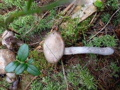 Cortinarius evernius