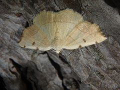 Eilicrinia trinotata