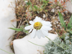 Anthemis cretica