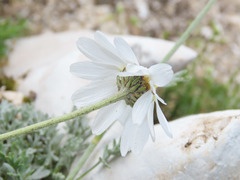 Anthemis cretica