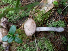 Cortinarius evernius