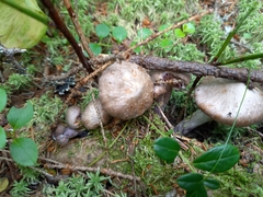 Cortinarius evernius