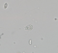 Mesodinium pulex