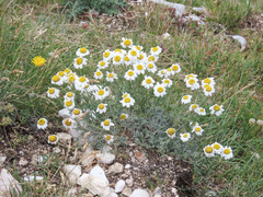 Anthemis cretica