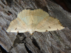 Eilicrinia trinotata