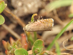Dichrorampha plumbana