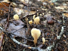 Spathulariopsis velutipes
