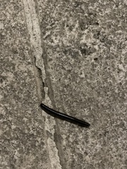 Pachyiulus oenologus