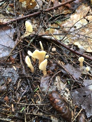 Spathulariopsis velutipes