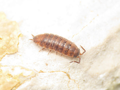 Porcellionides aternanus