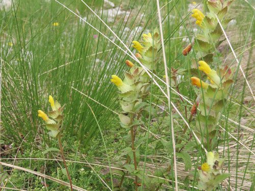 Apennine Rattle (Rhinanthus wettsteinii)
