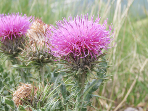 Apennean thistle (Carduus chrysacanthus)