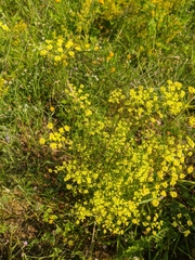 Peucedanum alsaticum