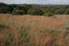 Monocymbium ceresiiforme