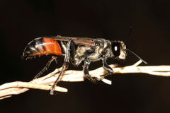 Prionyx lividocinctus