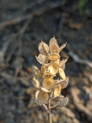 Alyssum calycocarpum