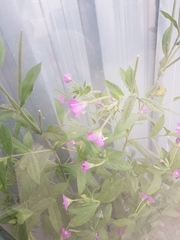 Epilobium hirsutum