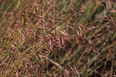 Monocymbium ceresiiforme