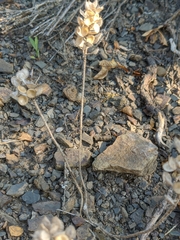 Alyssum calycocarpum