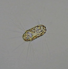 Corethron hystrix
