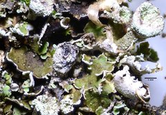 Cladonia asahinae