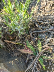 Galium tenuissimum