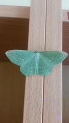 Geometra papilionaria