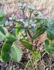 Heracleum sosnowskyi