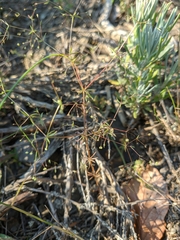 Galium tenuissimum