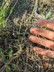 Galium tenuissimum