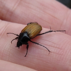 Phyllotocus rufipennis