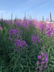 Chamaenerion angustifolium