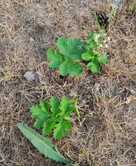 Heracleum sosnowskyi