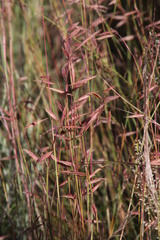 Monocymbium ceresiiforme